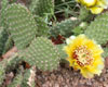 Flowering cactus on Barr Trail